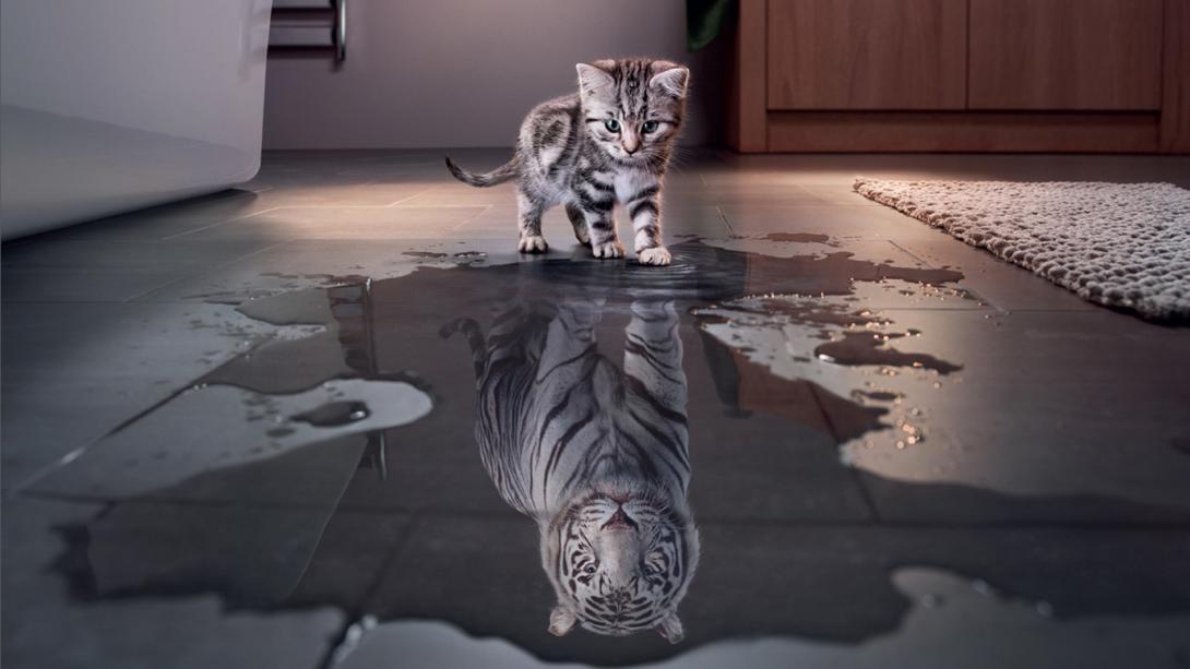 cat seeing tiger reflection